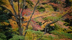 Trees autumn Japan