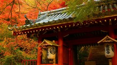 Trees autumn Japan houses