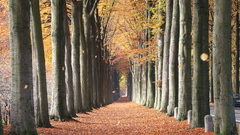 Trees autumn leaves fallen