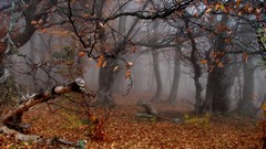 Trees autumn leaves mist