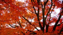 Trees autumn leaves nature