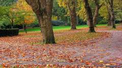 Trees autumn leaves paths