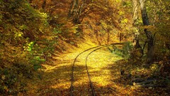 Trees autumn leaves railroad