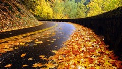 Trees autumn leaves roads