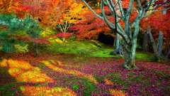 Trees autumn multicolor leaves