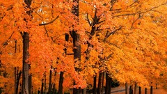 Trees autumn orange Parks