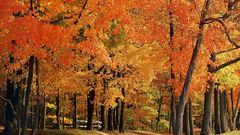 Trees autumn Park colors