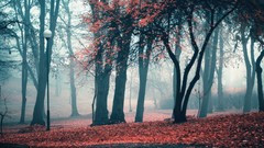 Trees autumn Parks mist