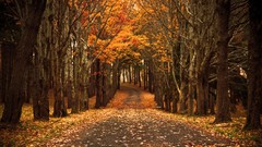 Trees autumn path streets fallen leaves