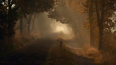 Trees autumn paths forests