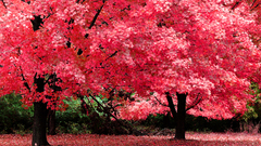 Trees autumn pink