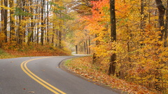 Trees autumn roads