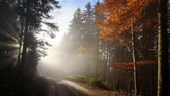 Trees autumn roads sunlight