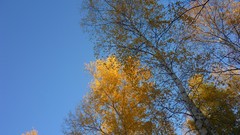 Trees autumn Russia