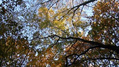 Trees autumn skyscapes nature