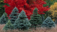 Trees autumn spruce Michigan