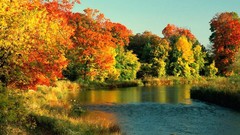 Trees autumn streams