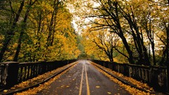 Trees autumn streets roads