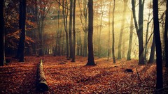 Trees autumn sun rays forests