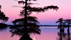 Trees bald Tennessee cyprus