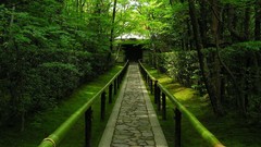 Trees bamboo green background paths outdoors