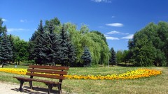 Trees Bank skyscapes