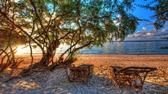 Trees Beaches HDR Photography