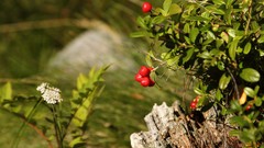 Trees Berries