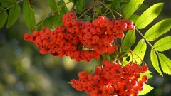 Trees Berries rowan