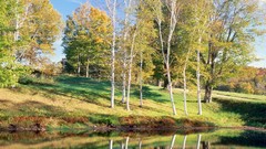 Trees birch vermont
