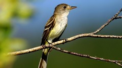 Trees Birds Animals blurred