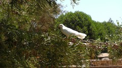 Trees Birds Animals nature