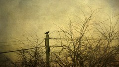 Trees Birds apocalyptic monochrome