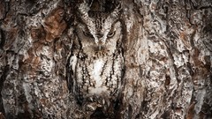 Trees Birds camouflage Owls