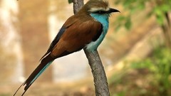 Trees Birds depth of