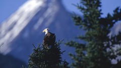 Trees Birds Eagles Canada