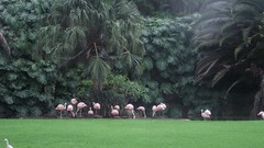 Trees Birds flamingos