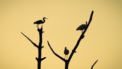Trees Birds Florida silhouettes