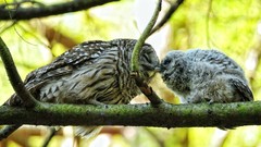 Trees Birds mother owlet Owls baby birds