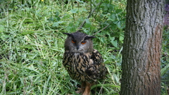 Trees Birds Owls grass