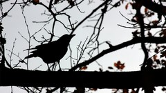 Trees Birds silhouettes crows