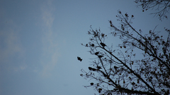 Trees Birds skyscapes nature
