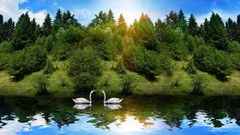 Trees Birds Swans lakes reflections