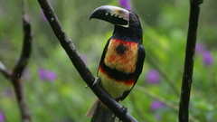 Trees Birds toucans