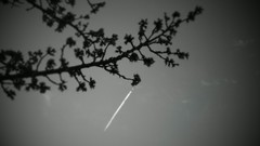 Trees black and white