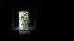 Trees black and white Green