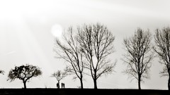 Trees black and white horizon silhouettes monochrome
