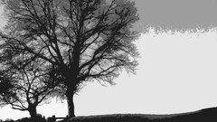 Trees black and white minimalistic