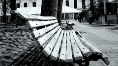 Trees black and white park bench grayscale