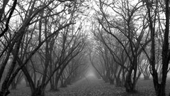 Trees black and white roads
